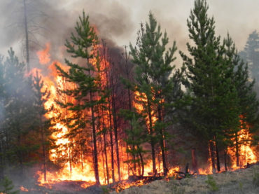 Правила поведения населения при лесных пожарах