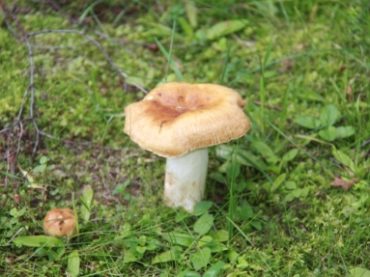Время собирать грибы   