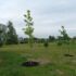 В Кудрово высадили 130 деревьев