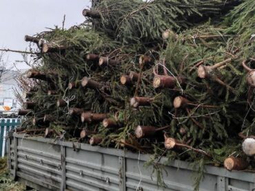 В области стартовала акция по переработке новогодних деревьев «Елки, палки и щепа»