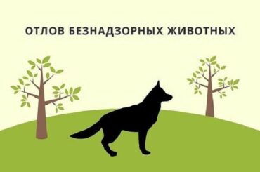 Информируем об отлове безнадзорных животных в Новосергиевке