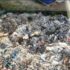 Прокуратура проверит мусорный полигон «Экострой» в Новосергиевке