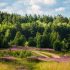 Пять экотроп Ленинградской области могут стать платными